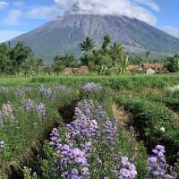 世外桃源塞梅魯火山推薦