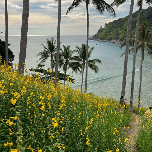 ดอกปอเทือง