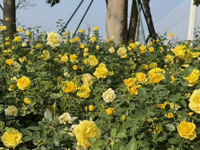 珠海📍橫琴花海長廊