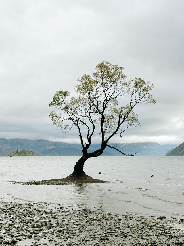 와나카호수의 랜드마크, 와나카 나무(That Wanaka Tree)🌲