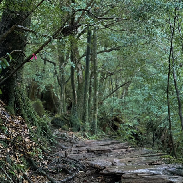 Walking Into the Mystical Forests of Yakushima !