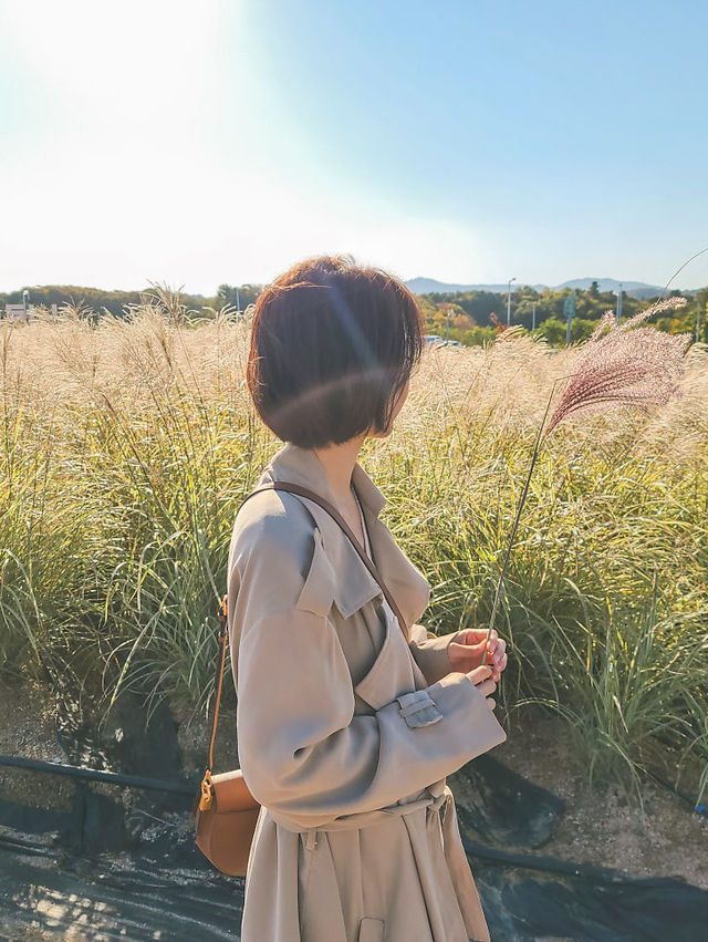 양주 나리공원 핑크뮬리,가을꽃 보고왔어요 !