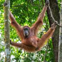 Jungle trekking to find these beautiful orangutans 