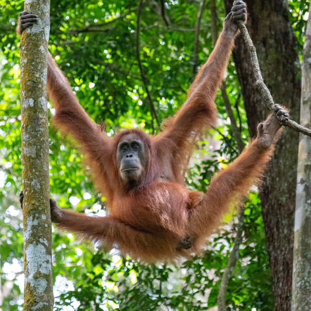 Jungle trekking to find these beautiful orangutans 