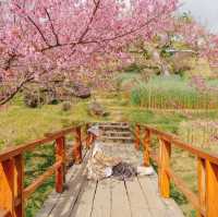 สะพานซากุระบ้านขุนวาง…เชียงใหม่🌸