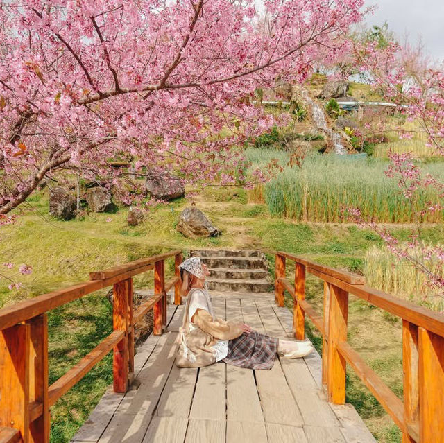 สะพานซากุระบ้านขุนวาง…เชียงใหม่🌸