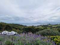 와이헤케 와이너리 투어 - Cable Bay vineyards🇳🇿