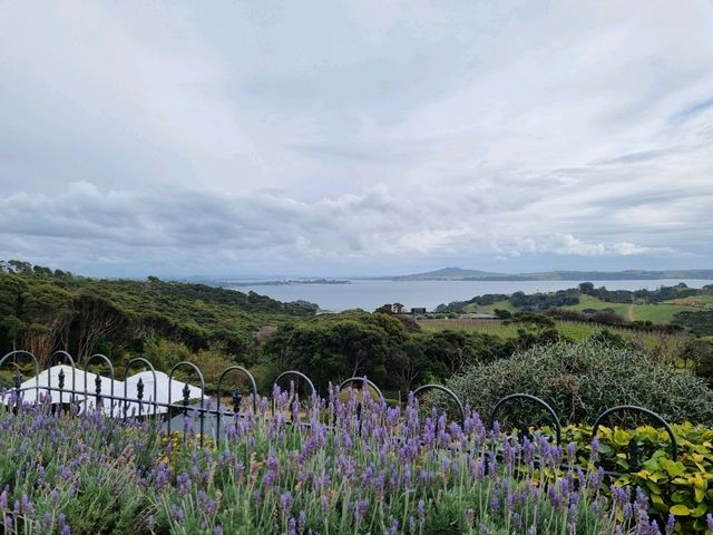 와이헤케 와이너리 투어 - Cable Bay vineyards🇳🇿