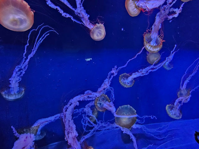 【すみだ水族館】