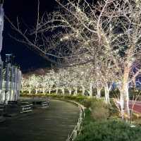 A Magical Holiday Experience: Christmas Illuminations in Tokyo