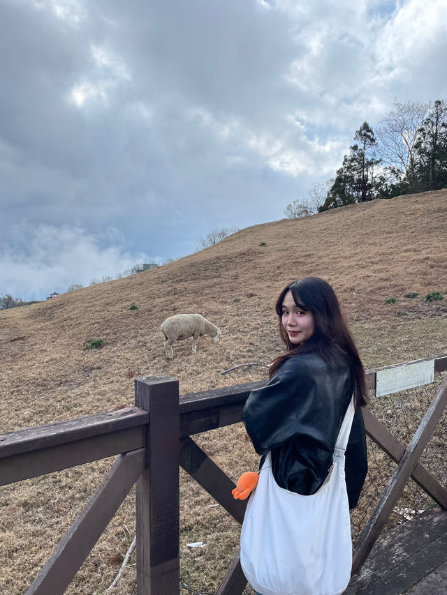 Qingjing Farm🐑 — Your Alpine Escape in Taiwan!
