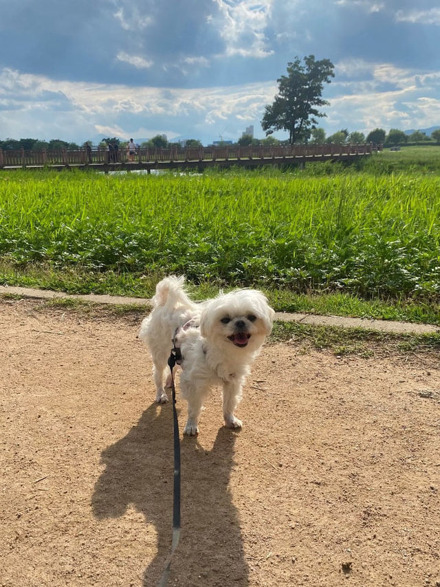 🐶🐾강아지 산책하러 화명생태공원🌼