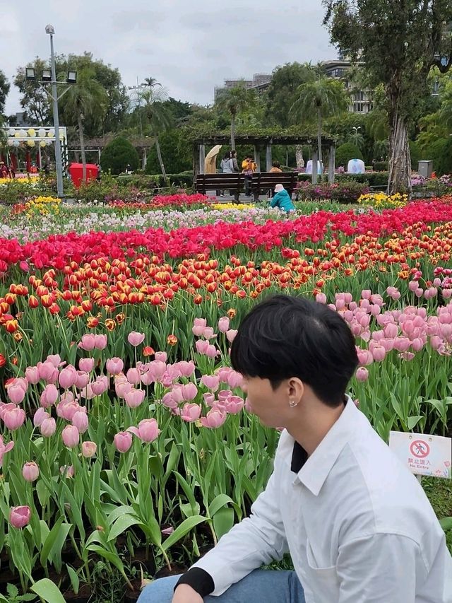 ✨Tulips season