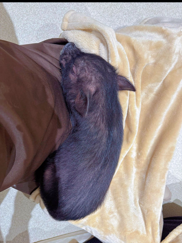 昨年11月にオープンしたばかり！可愛すぎるマイクロブタと触れ合えるカフェ🥺🐖🤍【東京・吉祥寺】