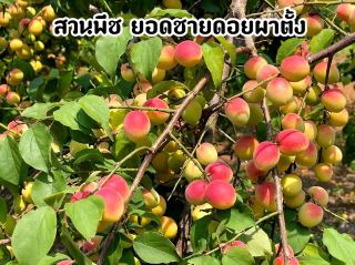 桃花山頂上的蜜桃園