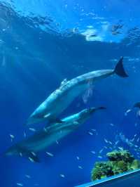 橫濱八景島海島樂園——與活力滿滿的海洋生物相遇！