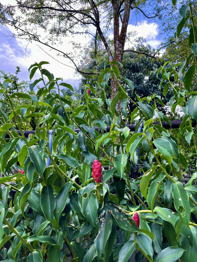 “Aromatic Wonders: Discover the Herb & Spice Garden of Perdana Botanical Gardens, KL”