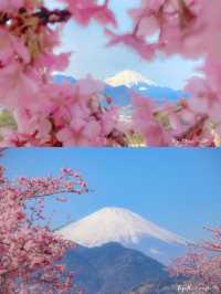 🌸 Matsuda Sakura Festival 🌸
