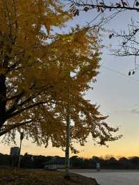 福岡舞鶴公園：歷史與自然的完美交融 🌿