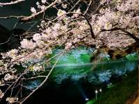  千鳥之淵櫻花遊記：震撼靈魂的春日印記