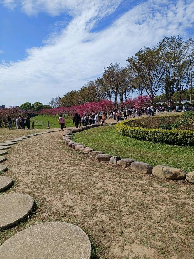  不用飛日本也能賞櫻，中科葳立公園夢幻櫻花盛開。