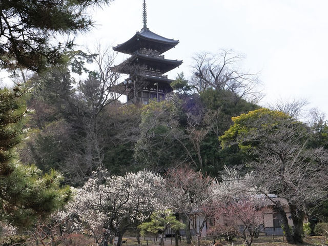横浜観光飽きたらここ‼️ 【旧燈明寺三重塔】