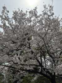 🌸大阪豐國神社的櫻花盛放：歷史與美景的完美交融🌸