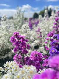 Flower Garden 