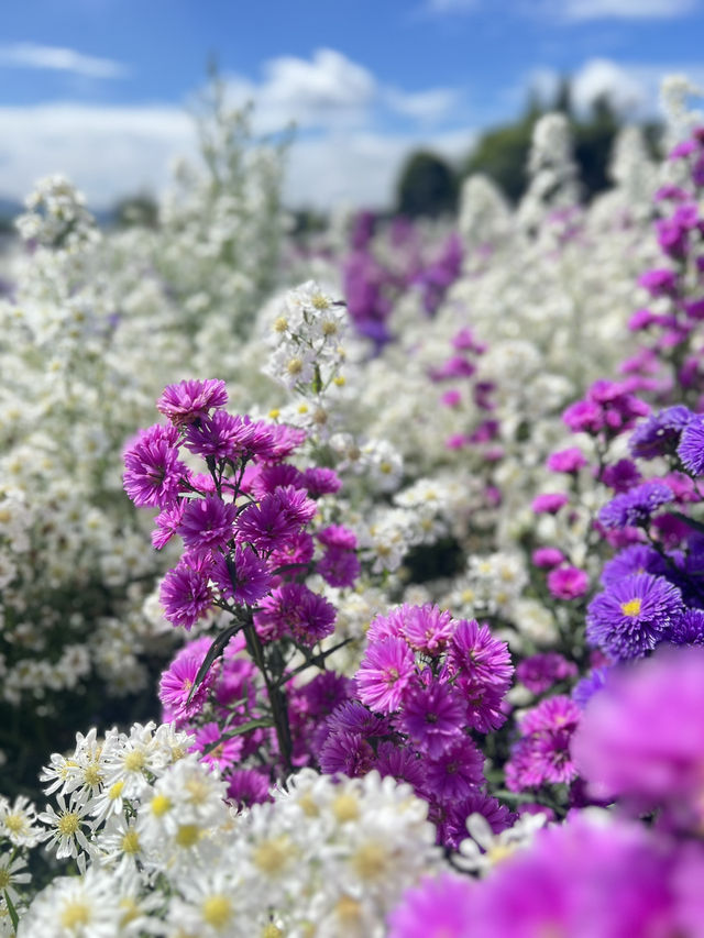 Flower Garden 