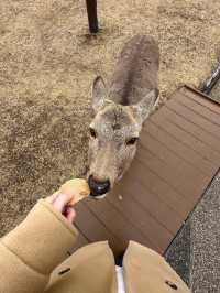 Nara: Japan’s Ancient Capital of Temples, Deer, and Timeless Beauty