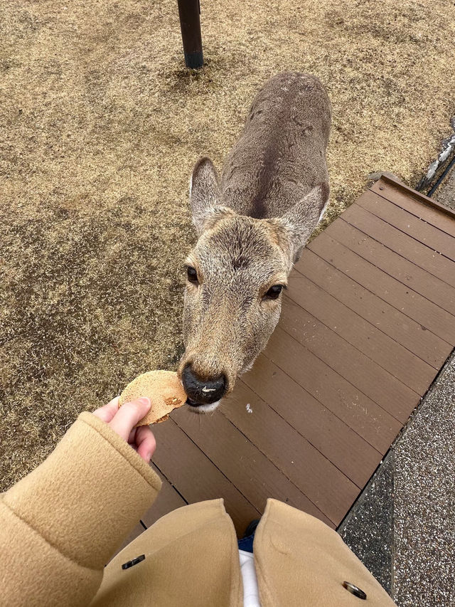 Nara: Japan’s Ancient Capital of Temples, Deer, and Timeless Beauty