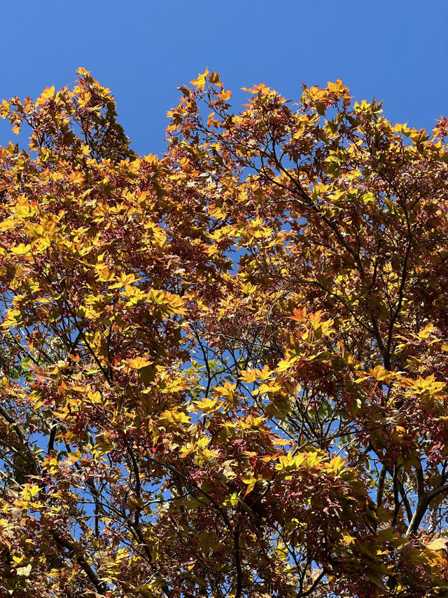 A Tranquil Retreat: A Day at St. Gallen’s Botanical Gardens