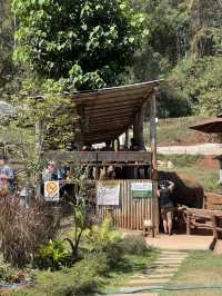 チェンマイ🇹🇭🐘と触れ合えるcafe