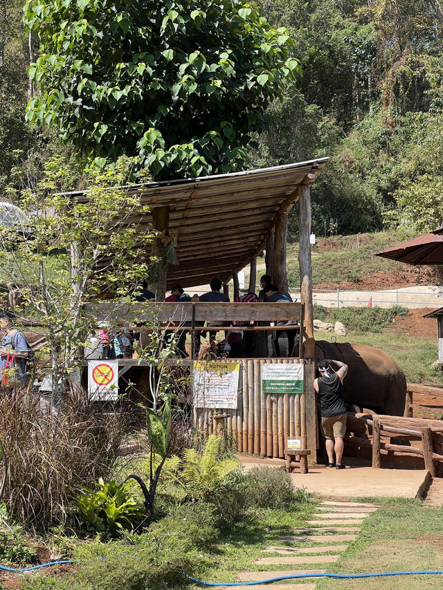 チェンマイ🇹🇭🐘と触れ合えるcafe