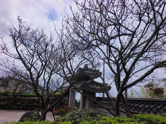 東方寺賞櫻美景