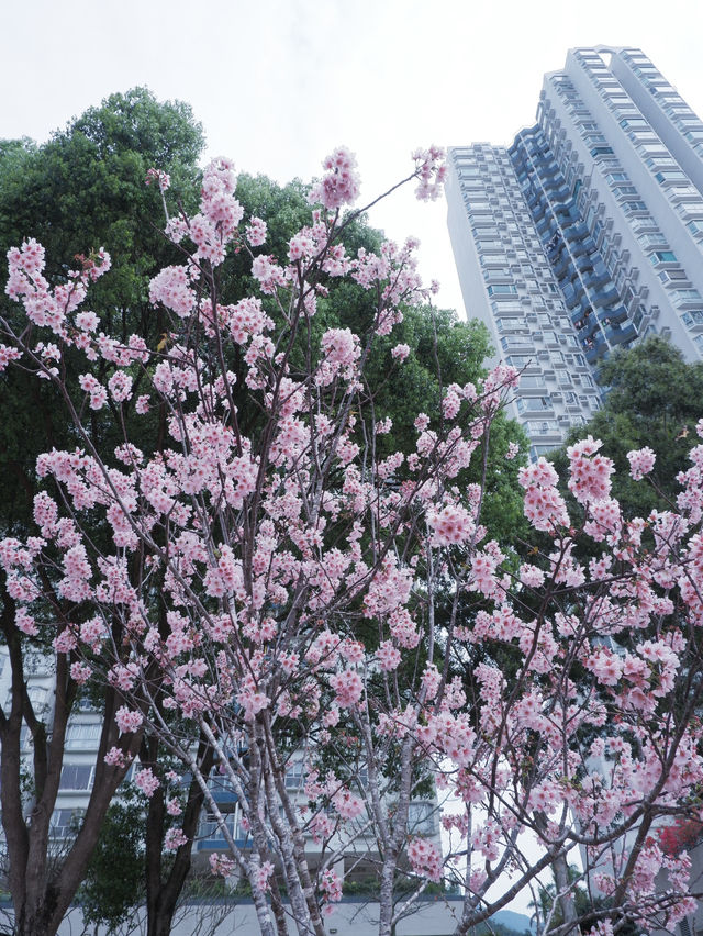 香港賞櫻：沙田石門站十分鐘到
