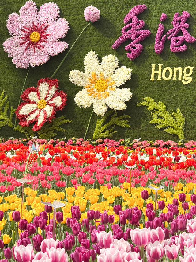香港維園花展🌸鬱金香花海超美！