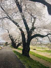 宮城縣-白石川堤一目千本櫻