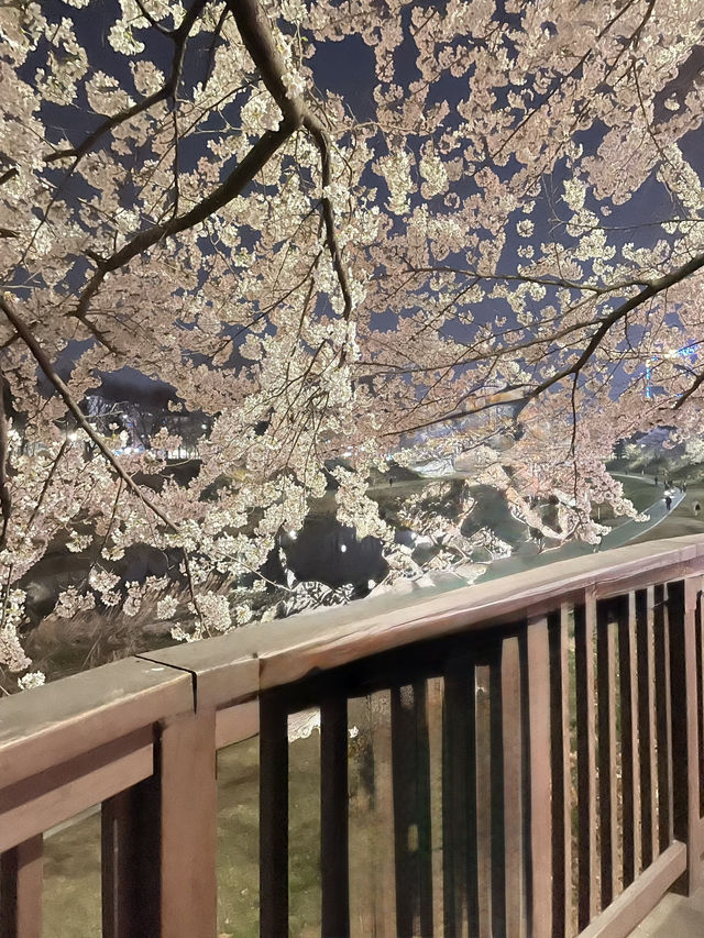 벚꽃보러가는 대전 봄 벚꽃여행 1일코스🌸🌸