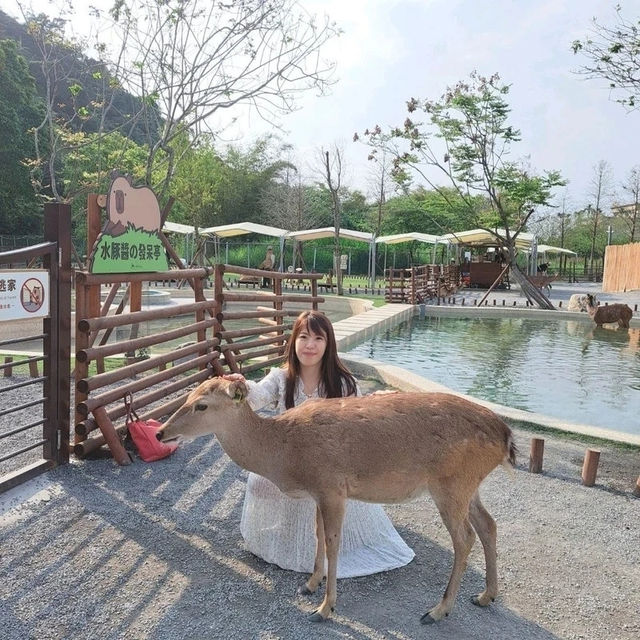 斑比山丘⛰️小鹿斑比的Wonderland🦌