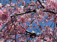 Chasing Sakura at Hakodate