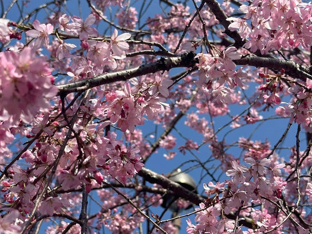 Chasing Sakura at Hakodate