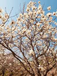 A Magnolia Wonderland in Spring 🌸🤍