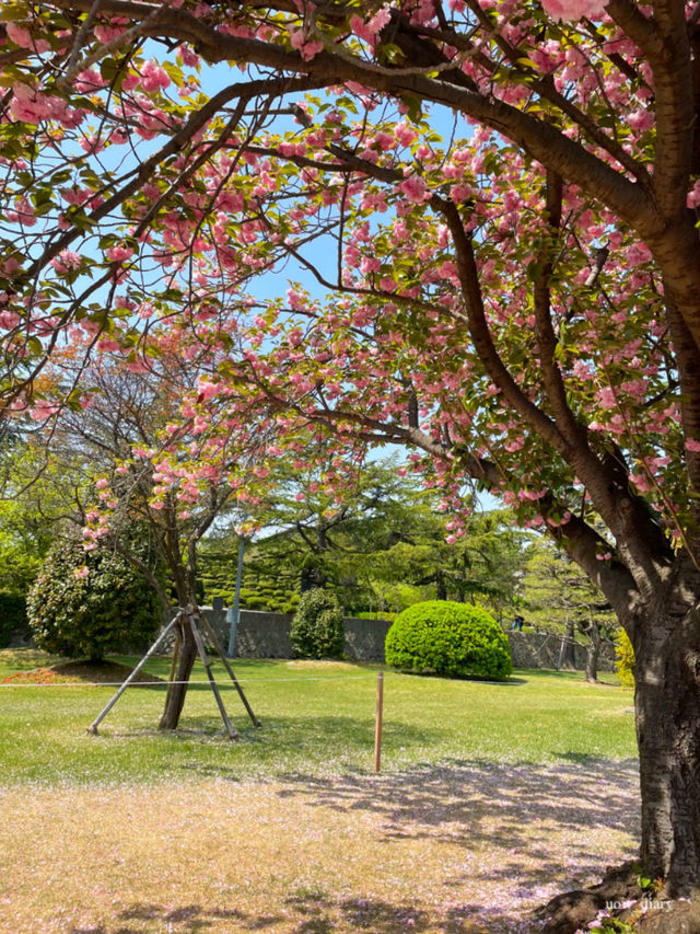 이제 벚꽃시즌🌸 부산에서 즐기는 벚꽃여행코스 정리
