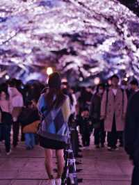 【新潟】行かなきゃ損‼️日本三大夜桜の１つ✨夜桜が水面に浮かぶ幻想世界🌸