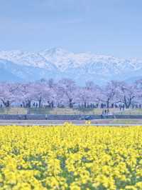 【富山】行かなきゃ損‼️残雪の山×桜×チューリップ✨ここでしか見れない🤩