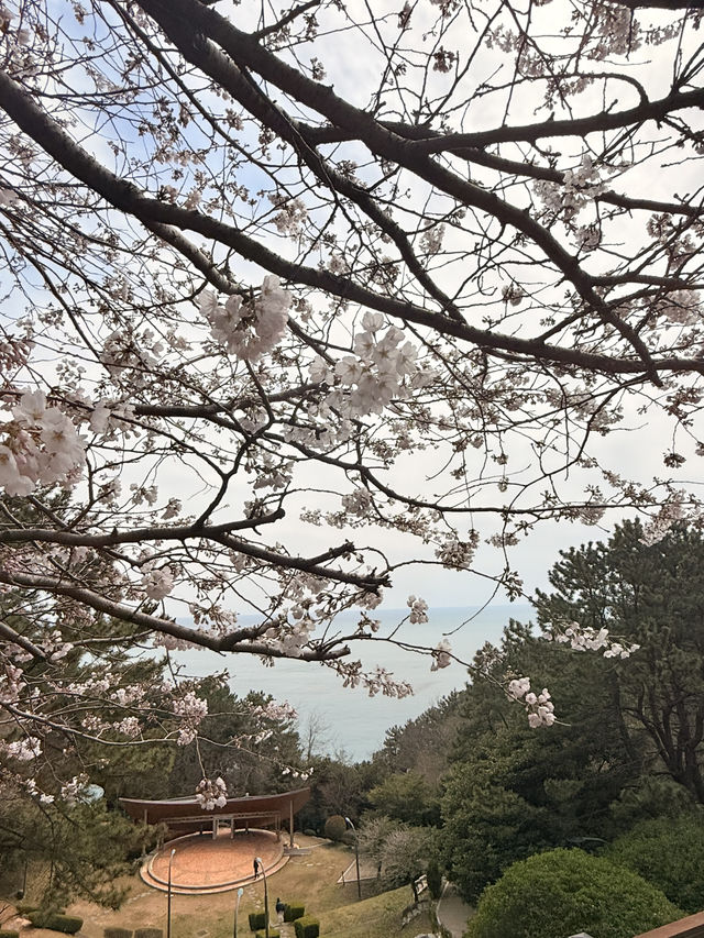 釜山｜迎月路粉色浪漫散步道 臥牛山的浪漫故事