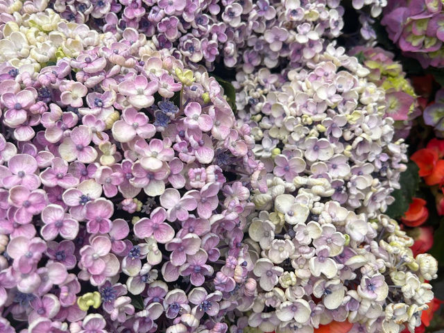  Flower Show~ Enjoy the nature of beauty