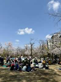 Cherry Blossom Viewing at Sumida Park🌸