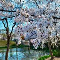 BLUSH OF SPRING | FULL BLOOM IN BOMUN LAKESIDE